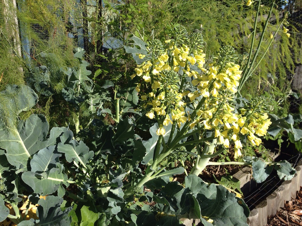 Broccoli flowers are blooming