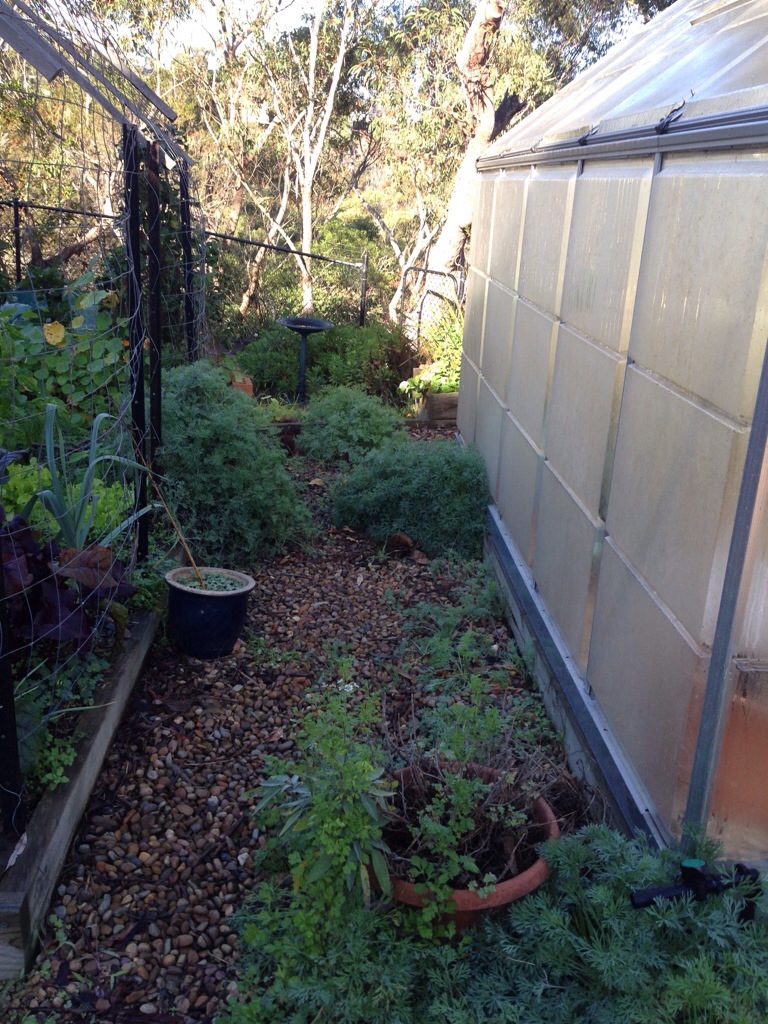Coreopsis colonising the path