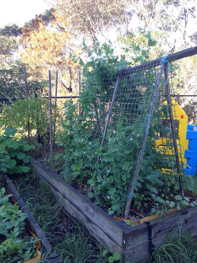 Peas growing over the trellis