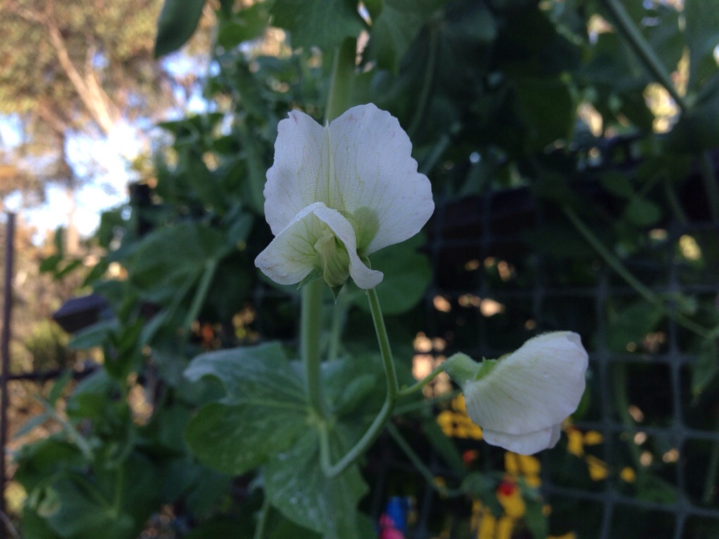 Pea flower