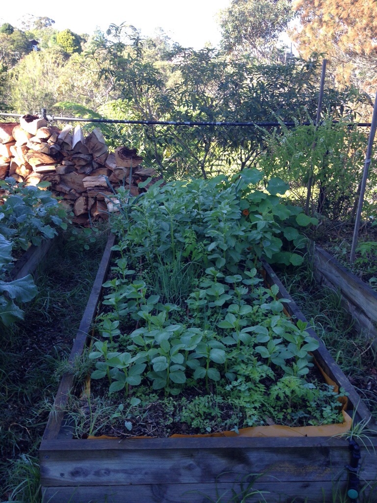 Broad beans in a staggered planting