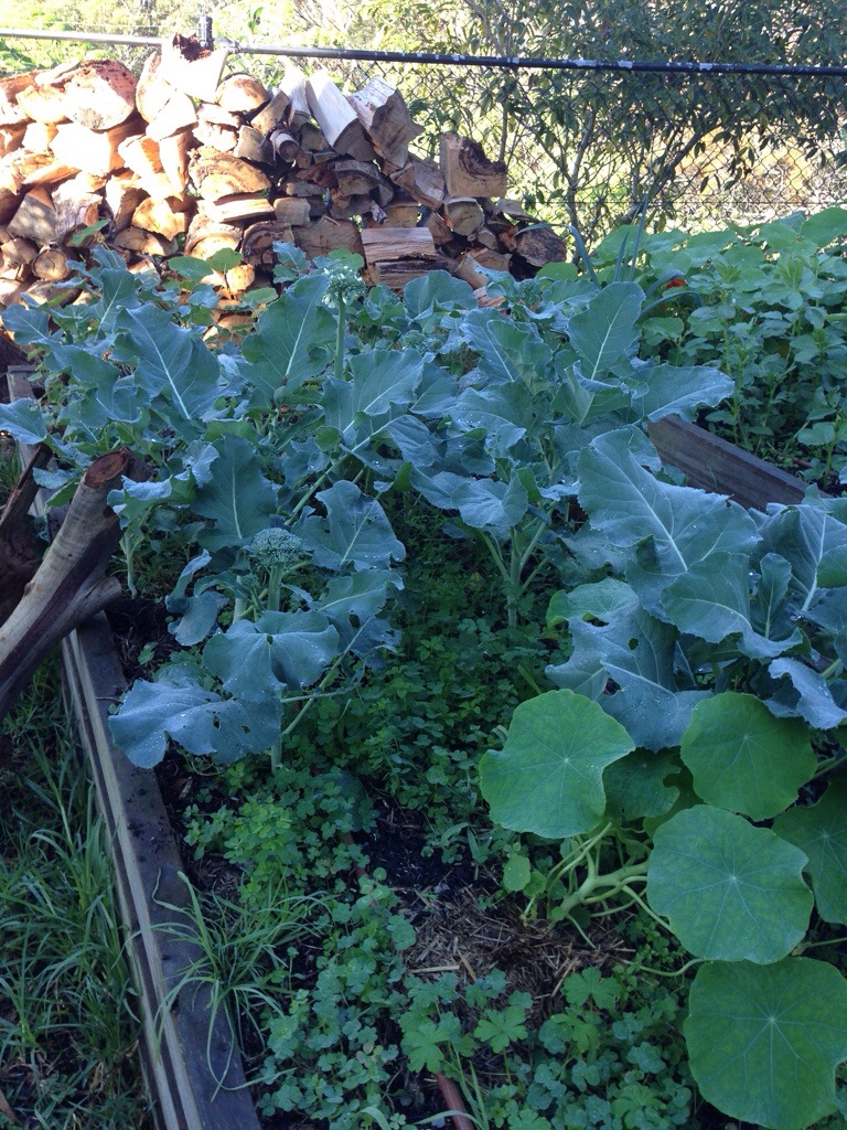 Patch of broccoli bolting to seed