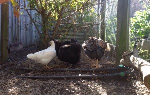 Chickens preening after a snack