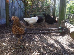 Our flock of chickens