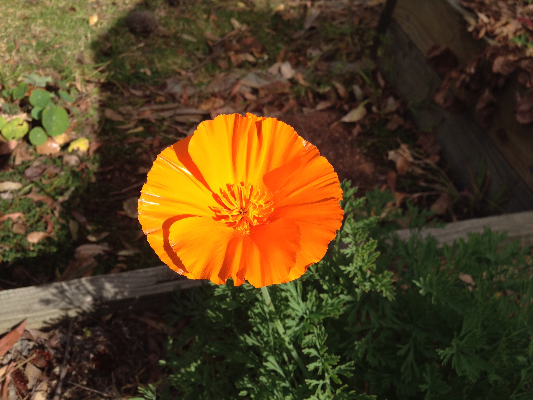 First Coreopsis bloom