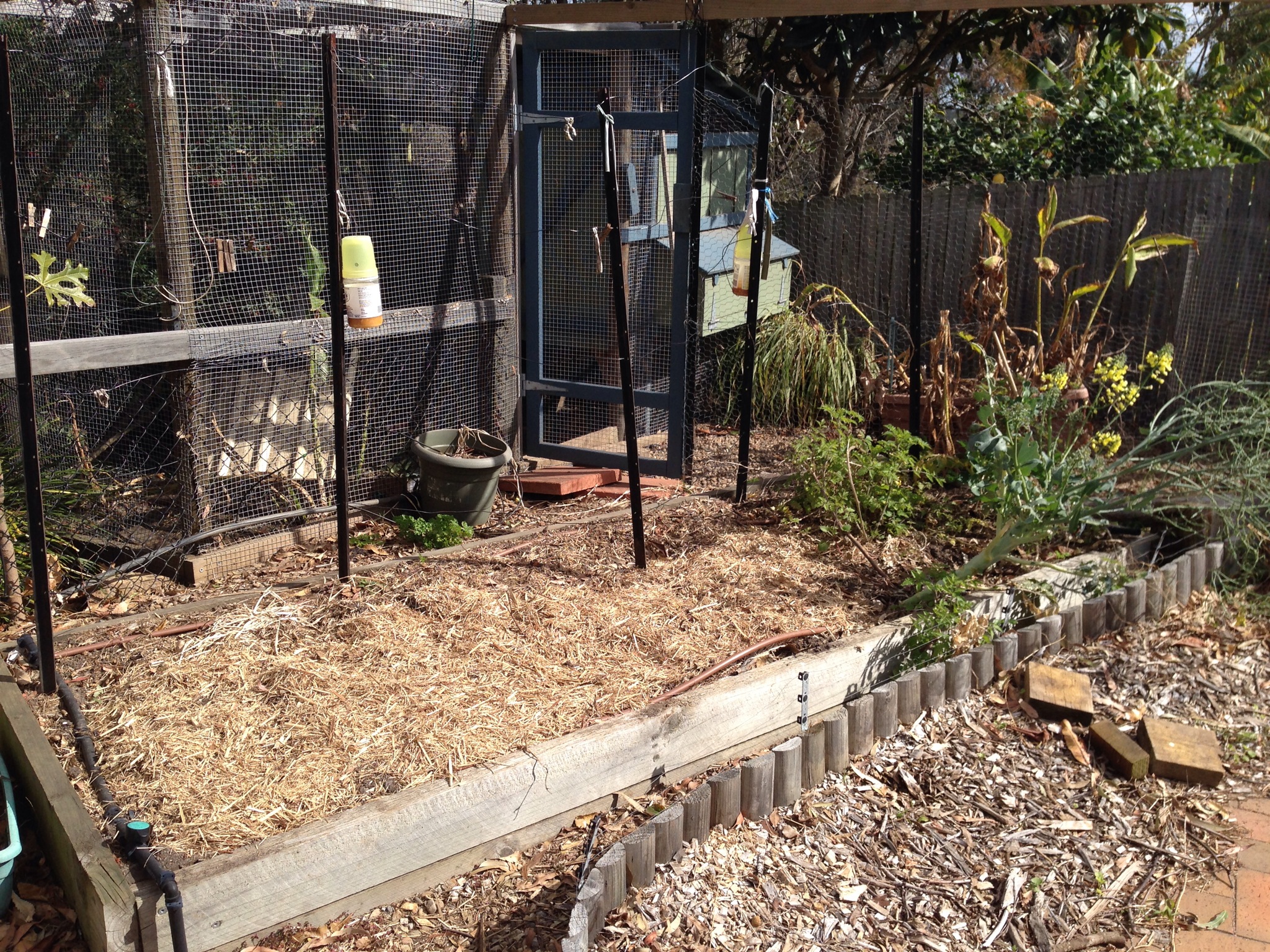 Dormant asparagus bed