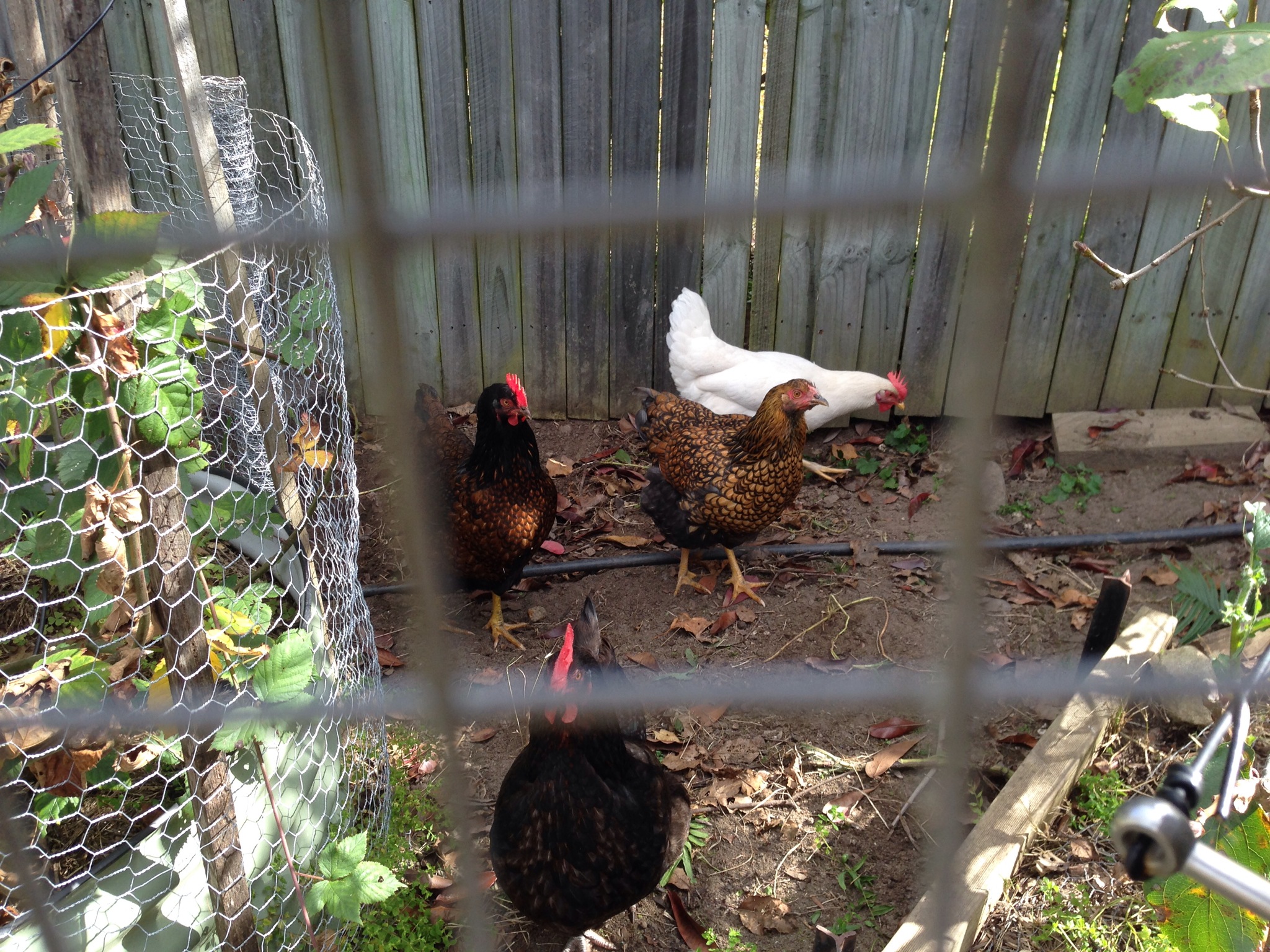 Chooks in their run