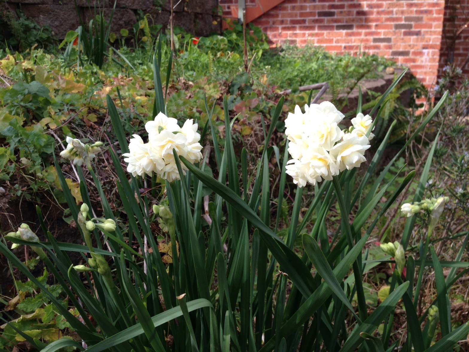 Jonquils are flowering