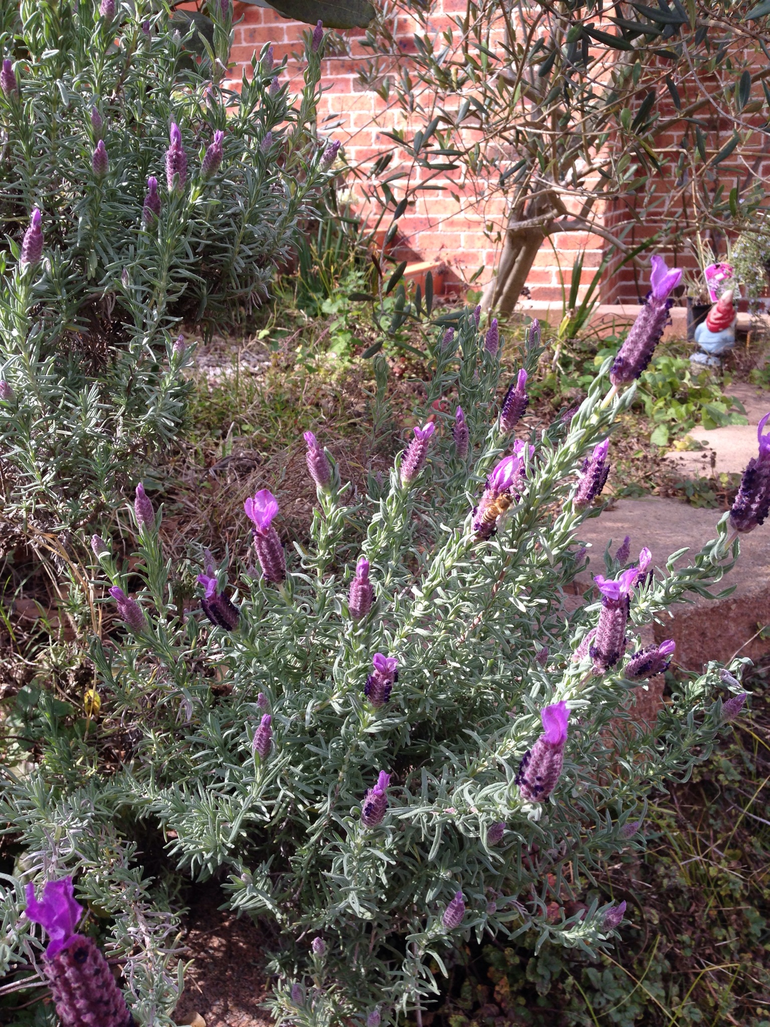 Italian lavender