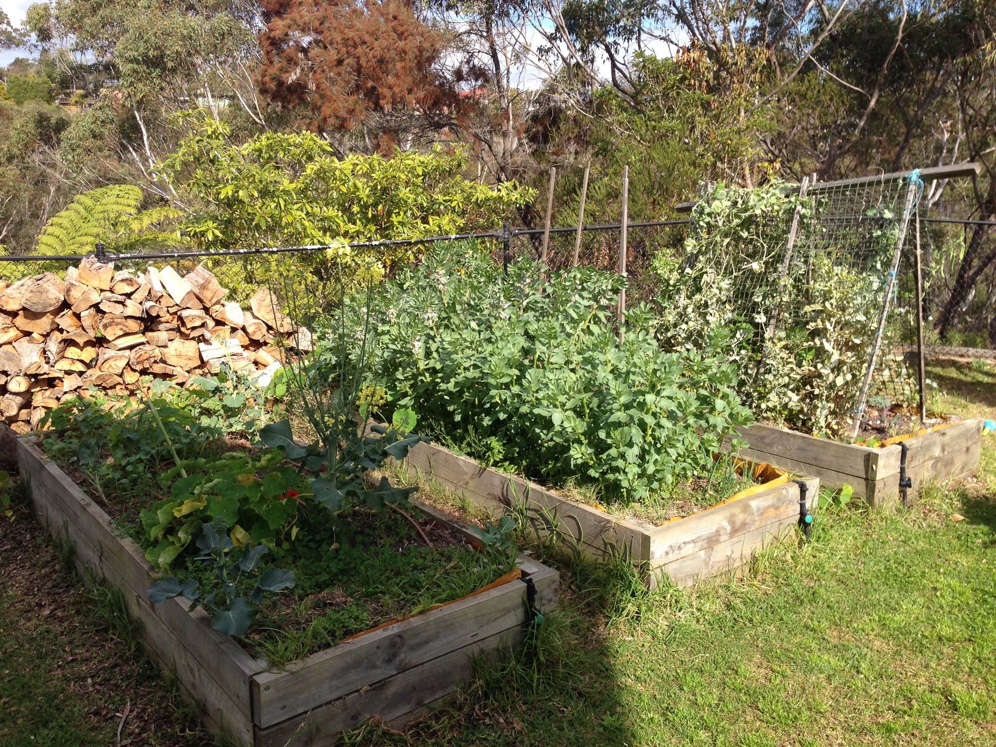 Three raised vegetable beds