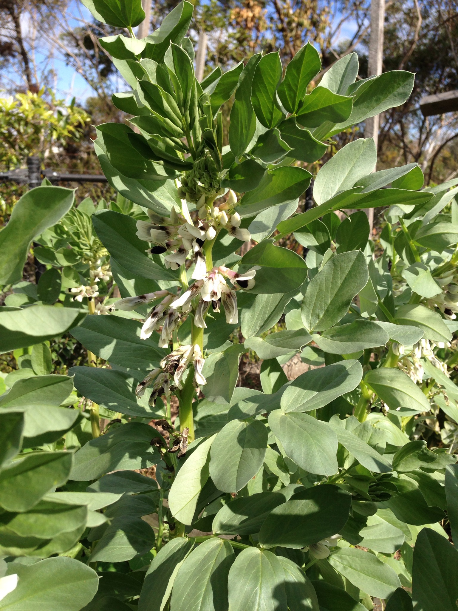 Flowering broad beans