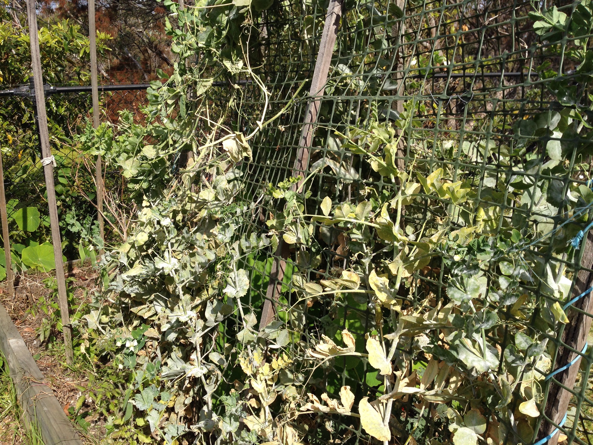 Powdery mildew on climbing peas