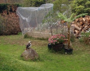 A kookaburra perching on a rock in our yard.