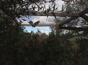 Bird flying crazily in the coop