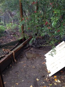 Pools of water in the dirt floor of the chicken coop