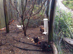 Chickens scratching for scraps and grain in the orchard