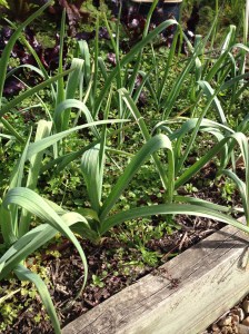 Weeds in the garlic patch