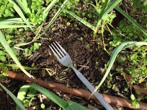 Old kitchen fork used for weeding