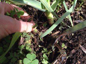 Levering up some weeds