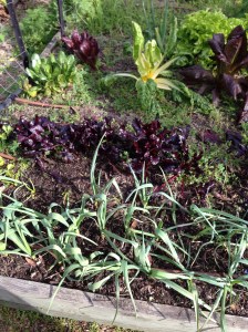 No more weeds in the garlic patch