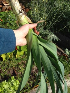 Well formed leek