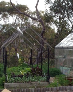 Cheeky cockatoos sitting on garden structures