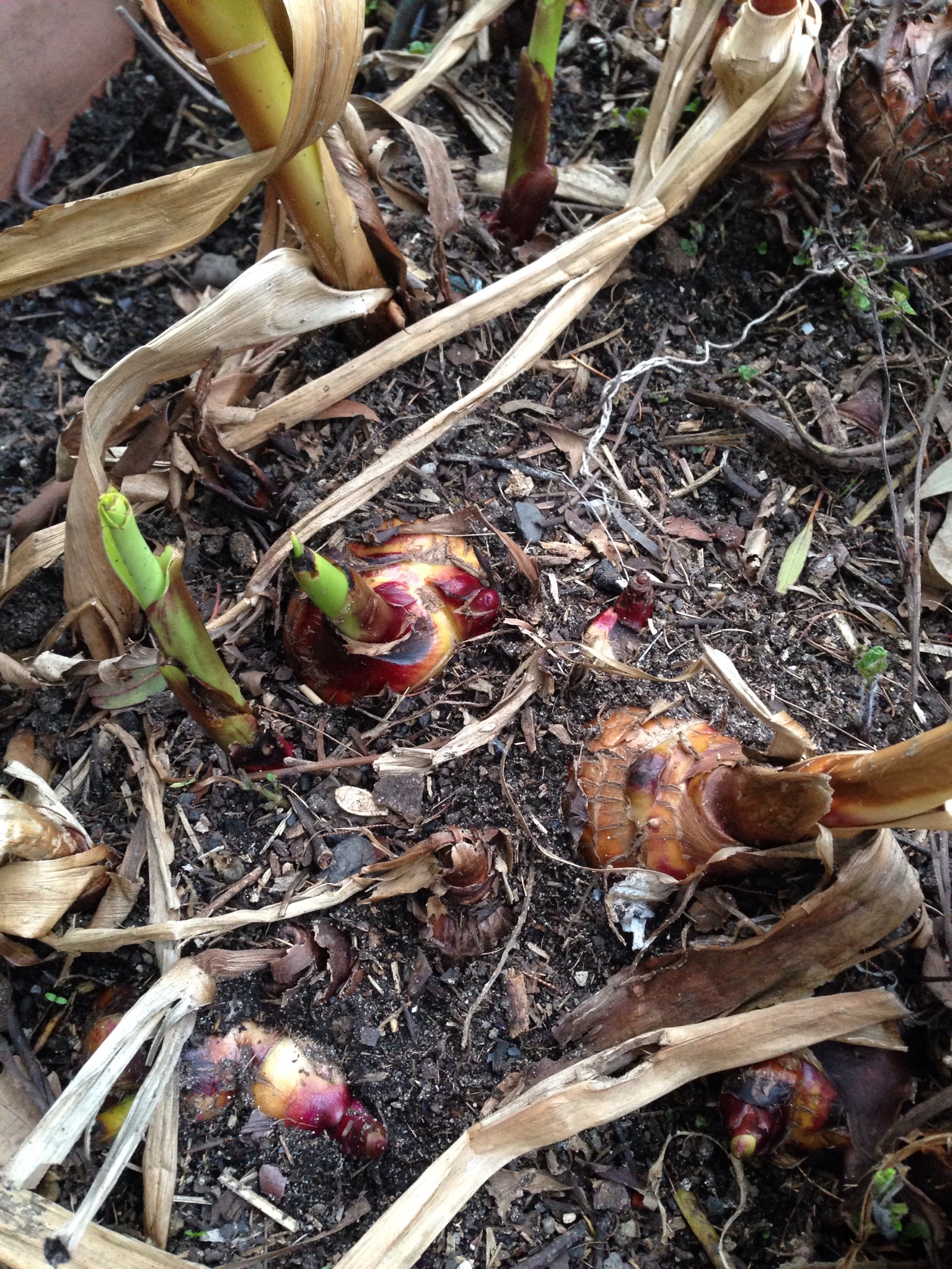 Queensland Arrowroot shoots