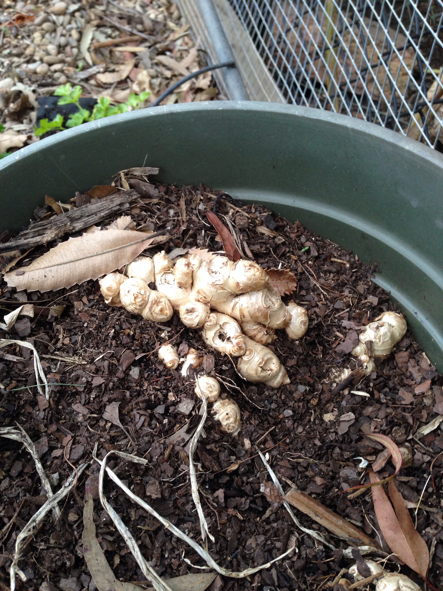 Ginger still dormant