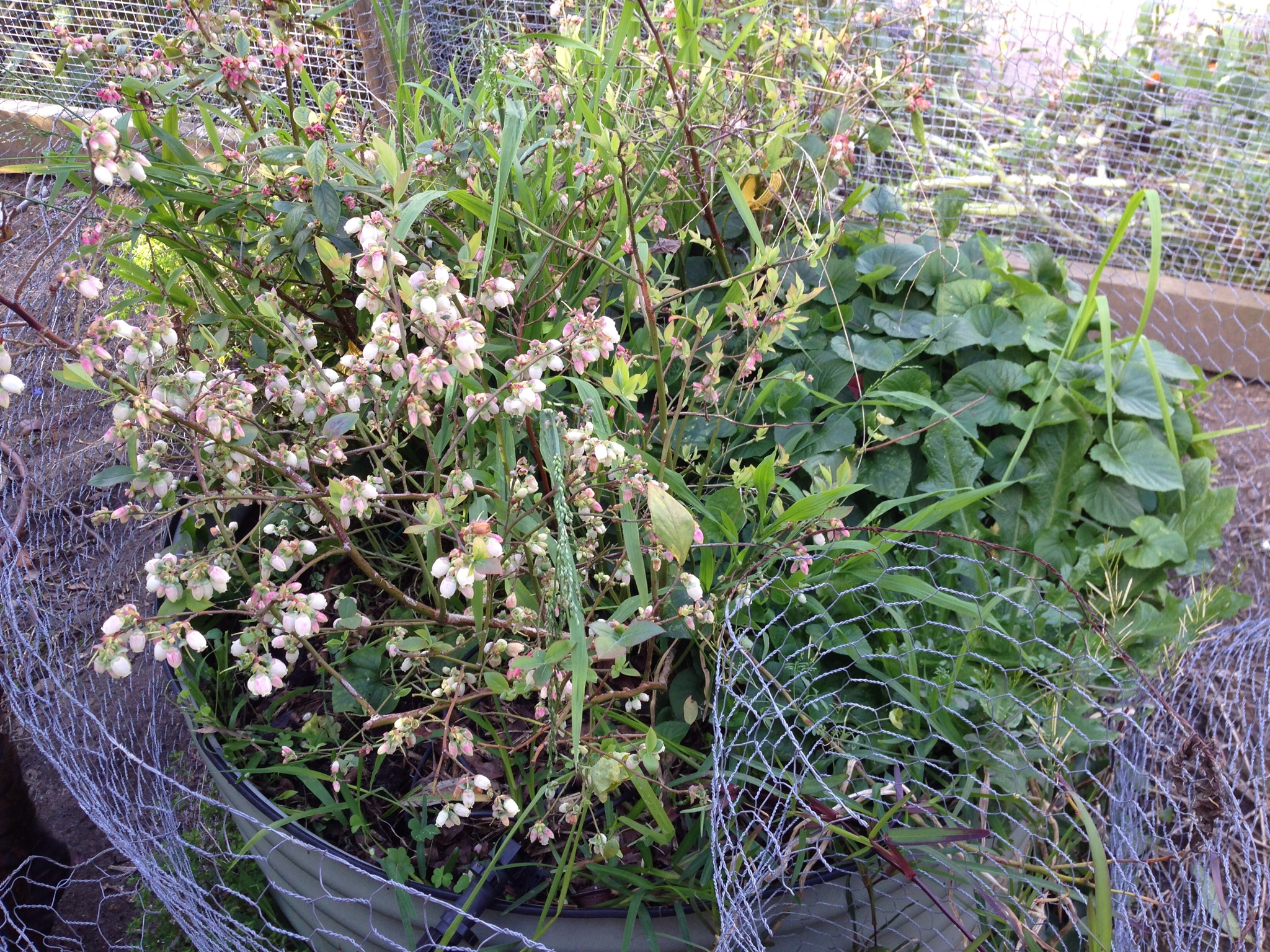 Blueberries blooming