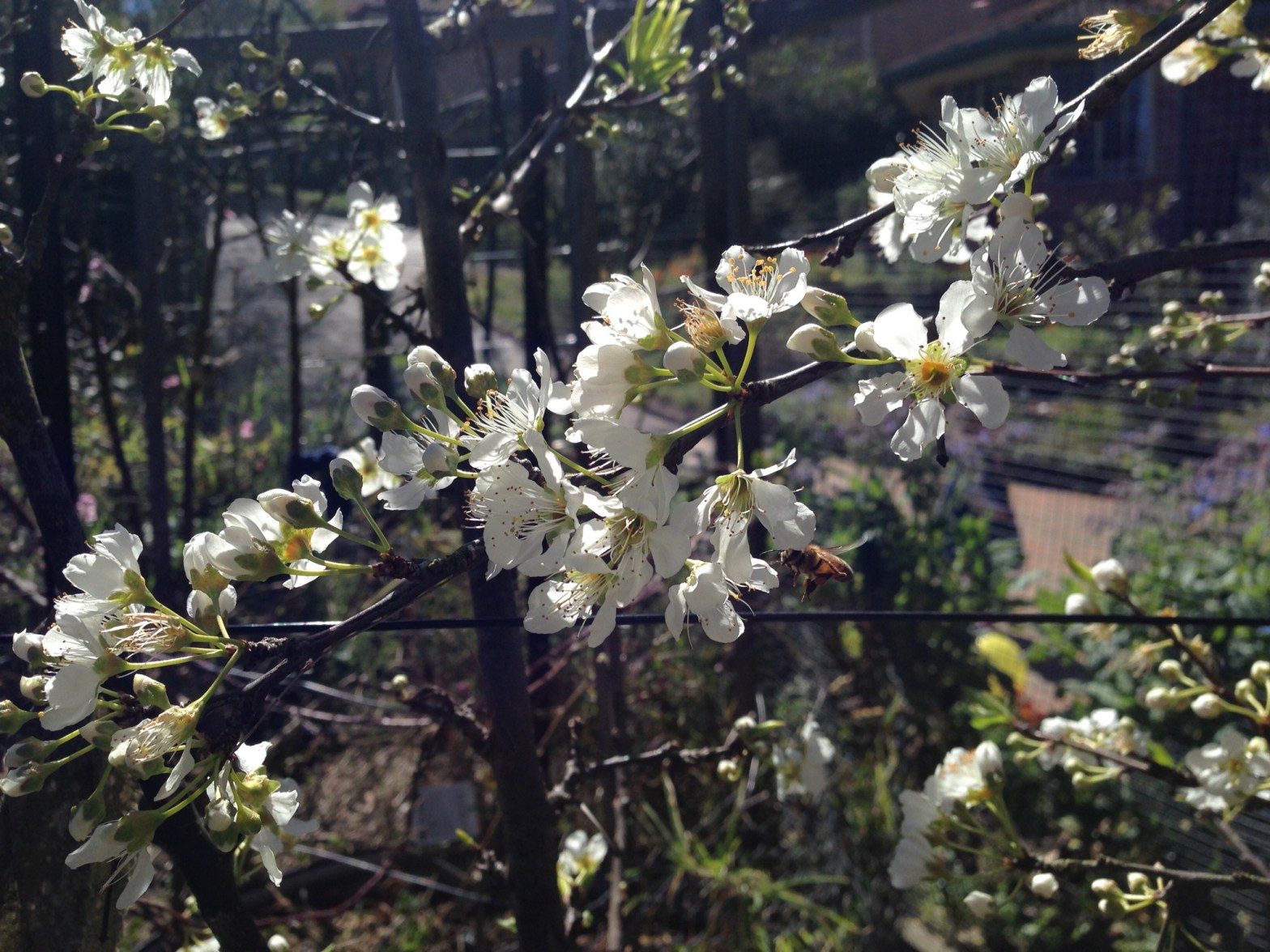Plum blossom