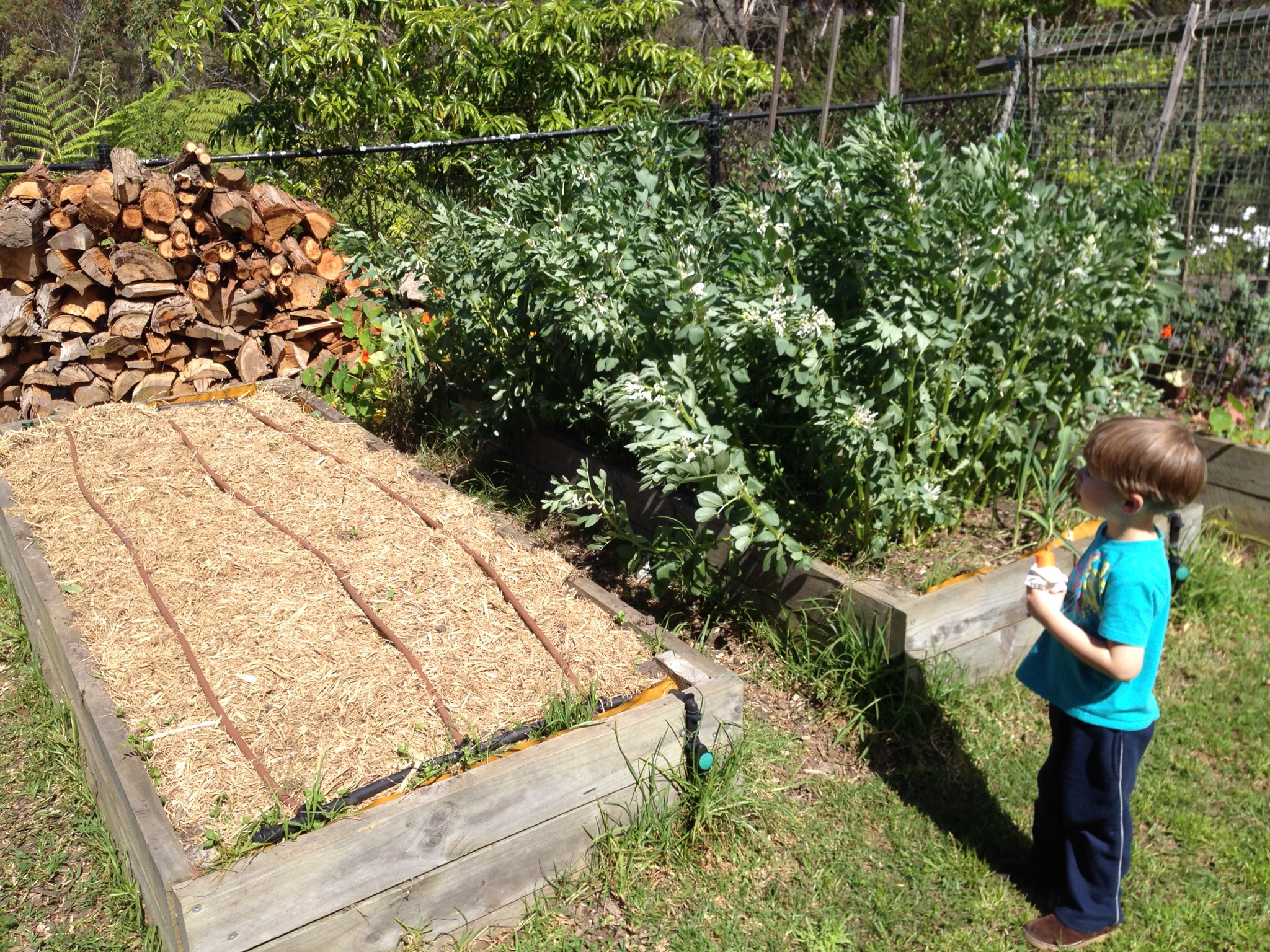 The newly mulched tomato bed