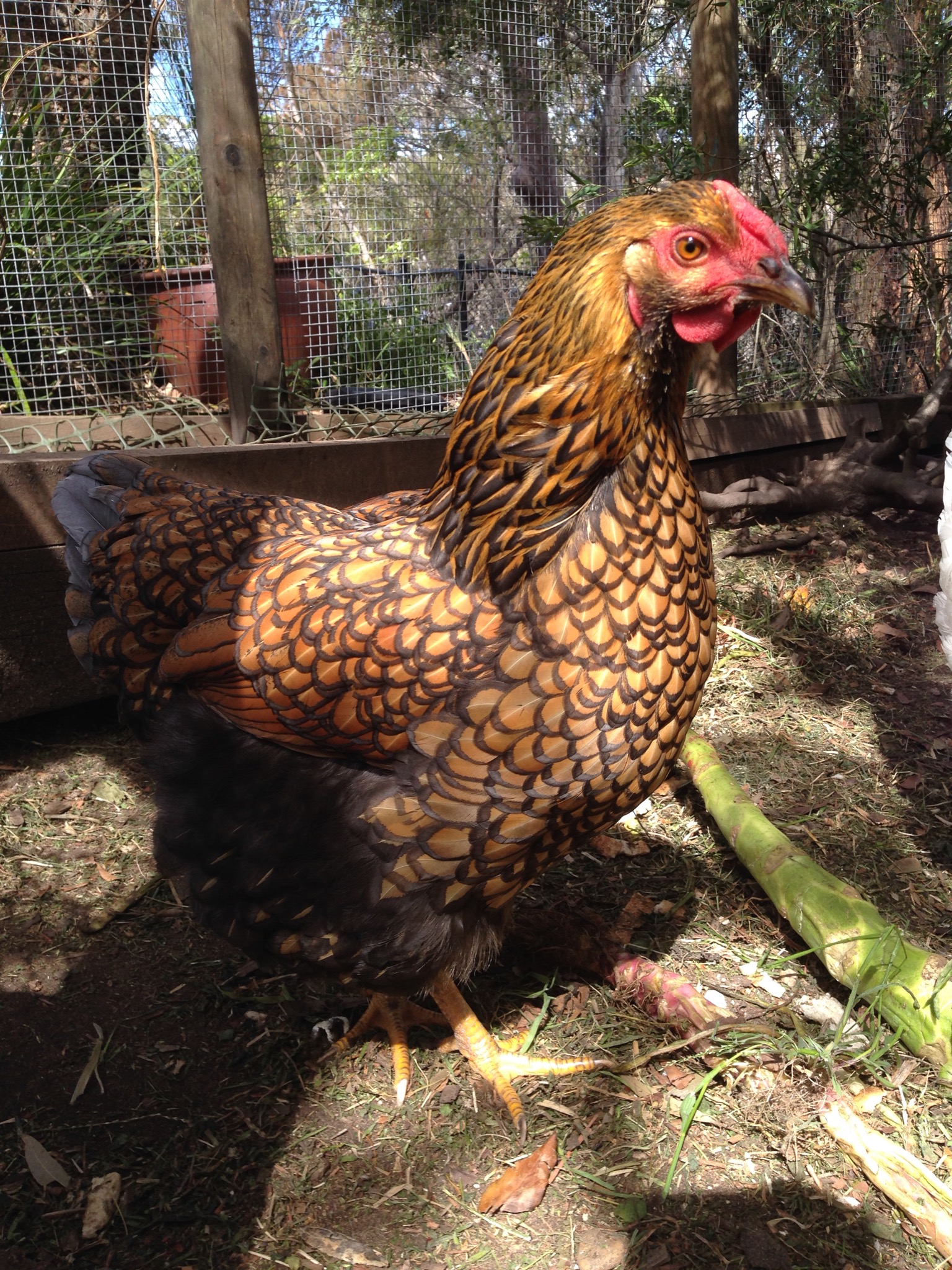 Cricket is all grown up