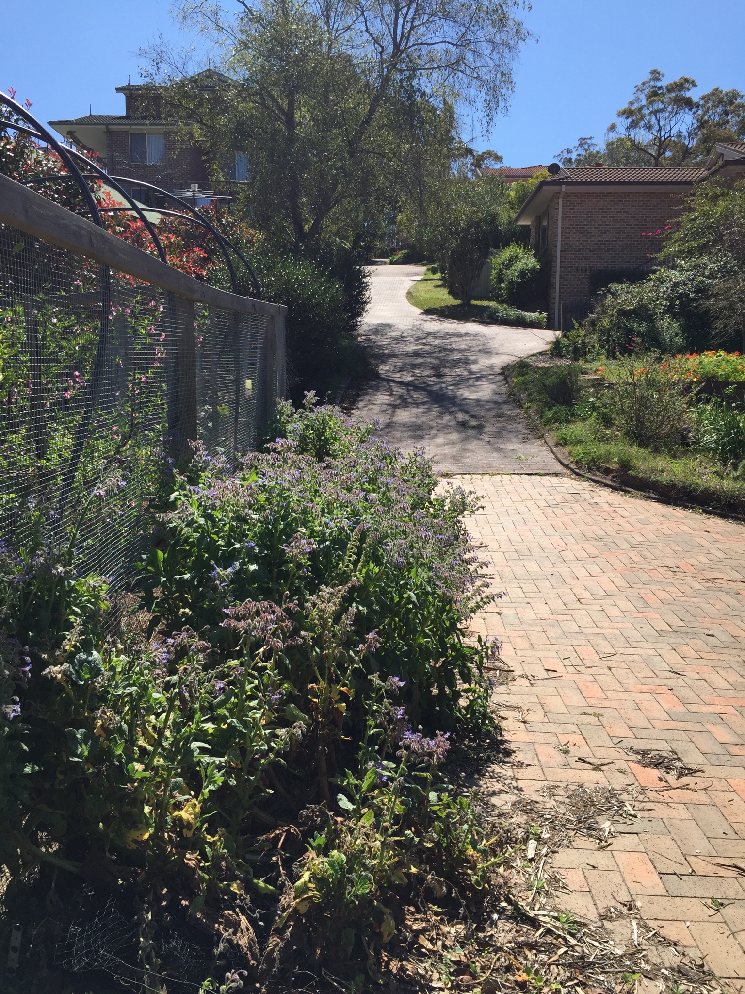 Borage beside the orchard and driveway