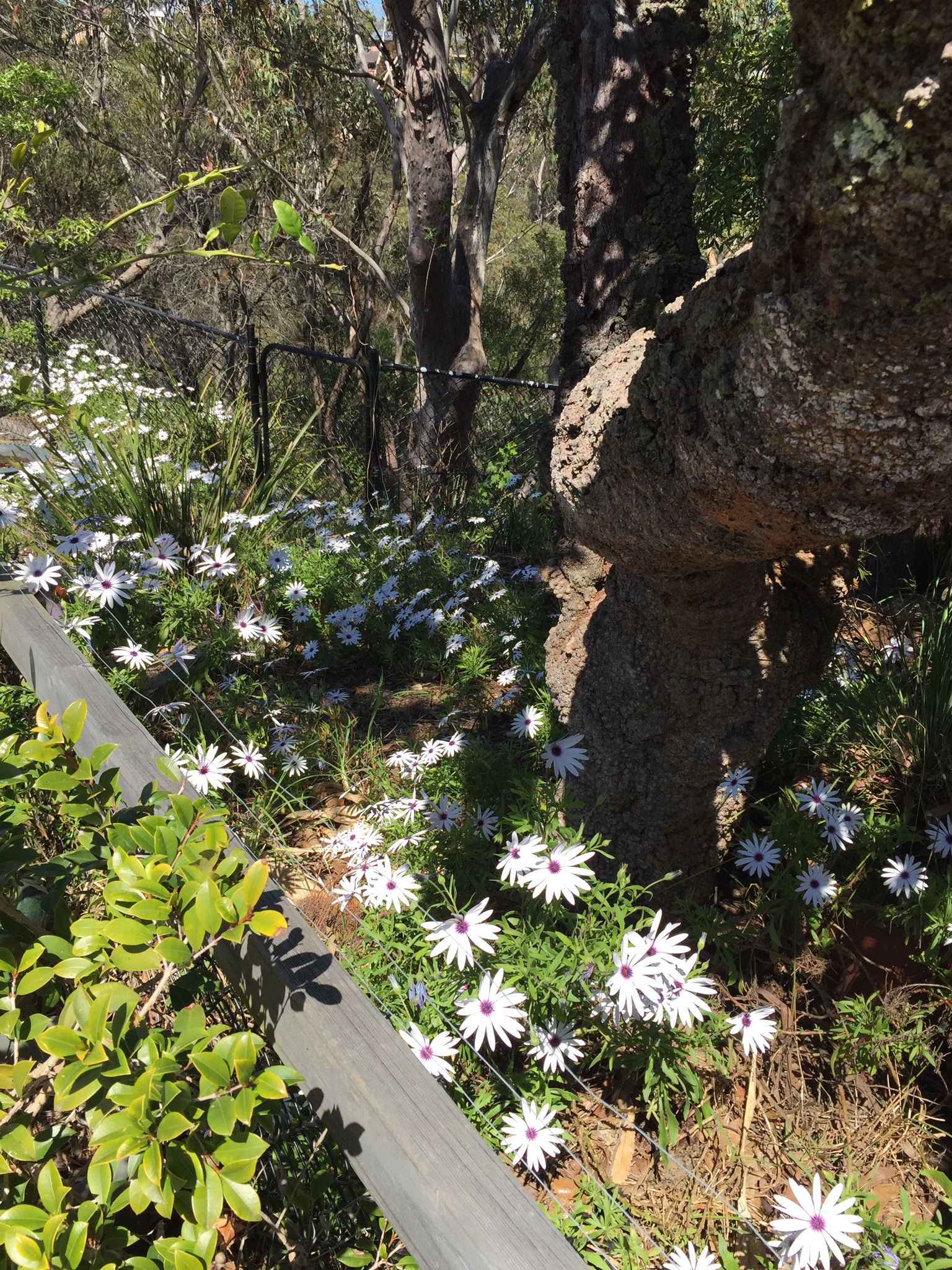 African Daisies in our Wilderness