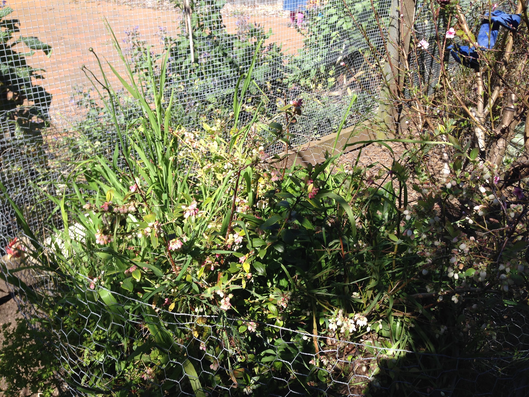 Blueberry plants in need of a weed