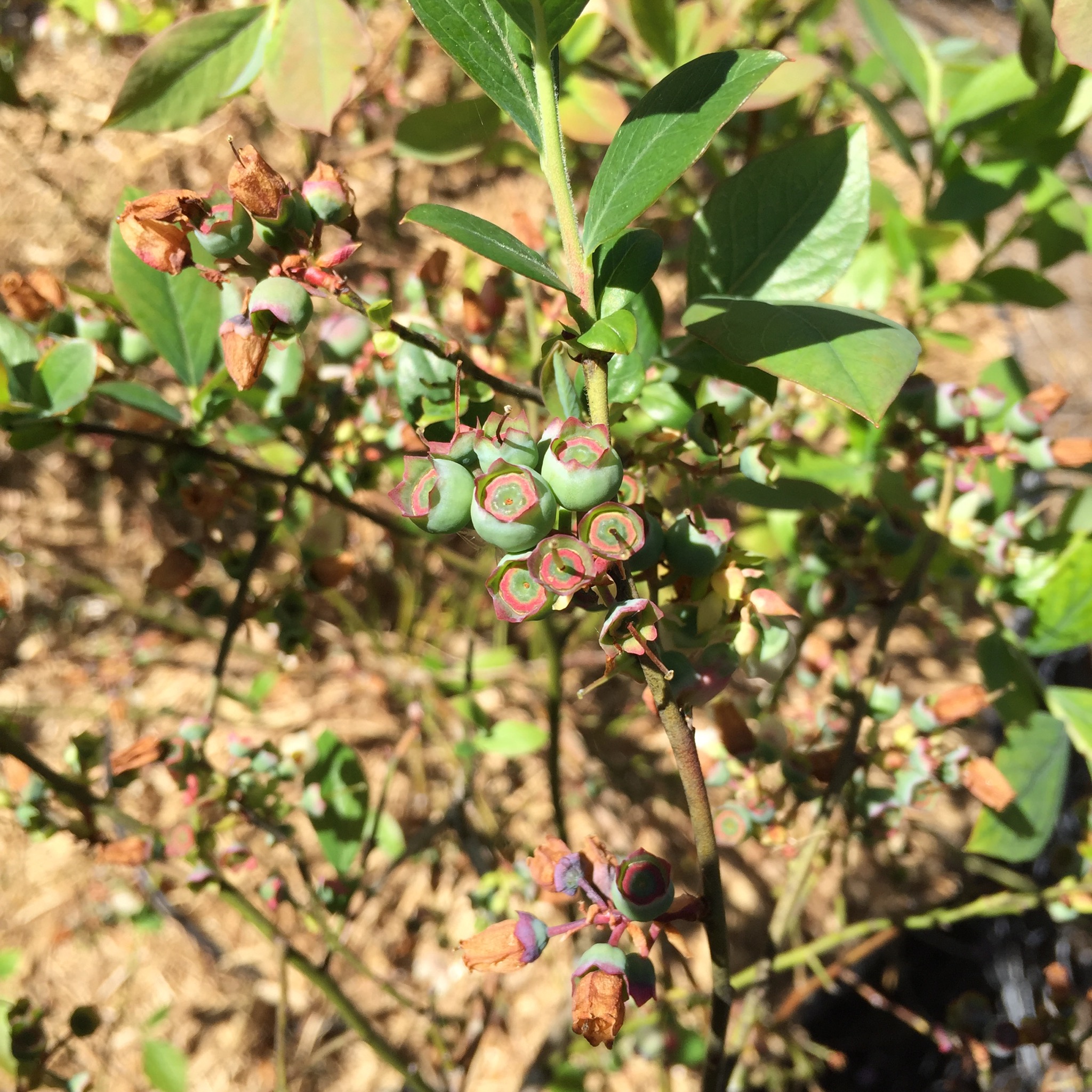 Young blueberry fruit
