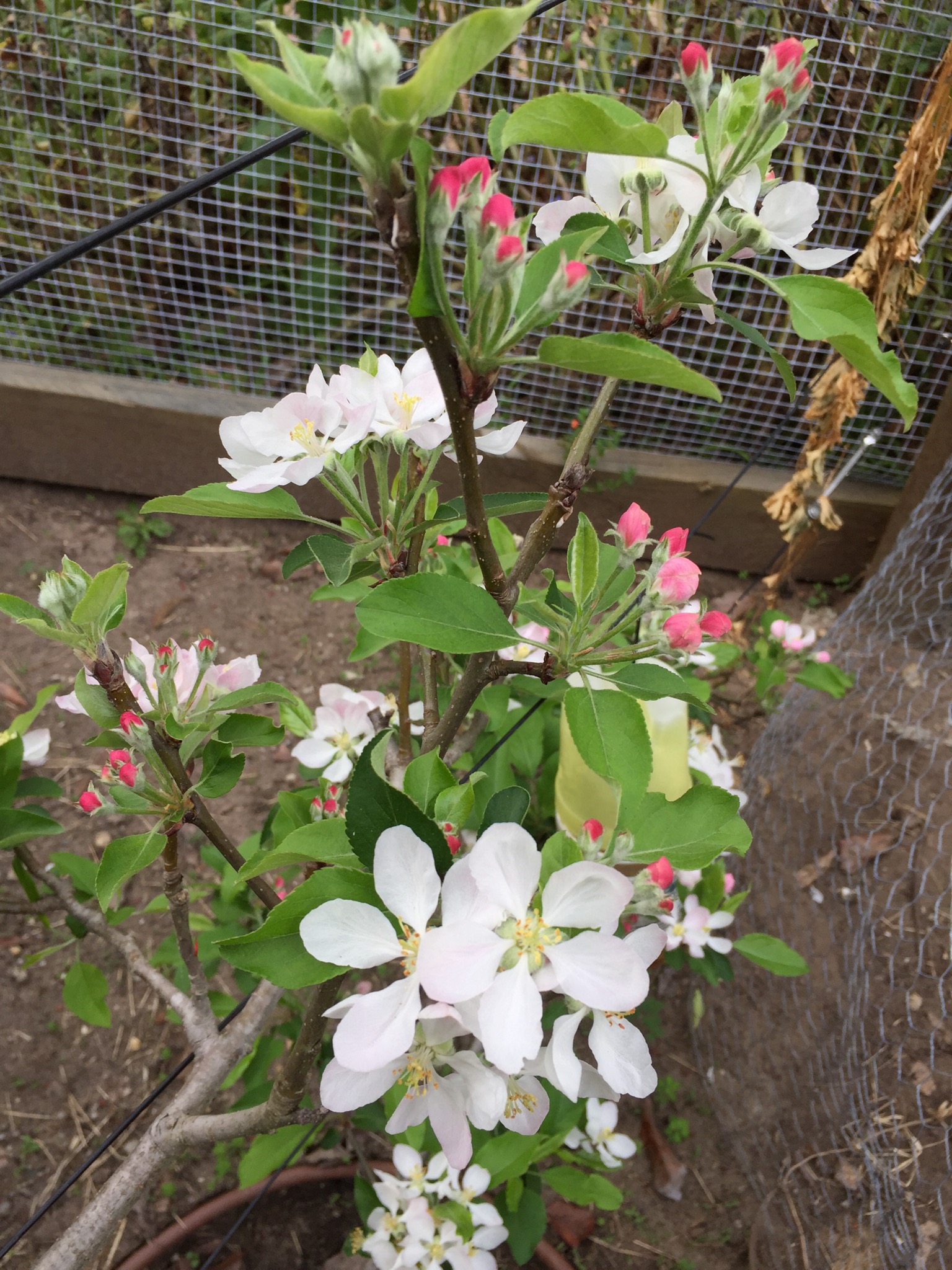 Apple blossom