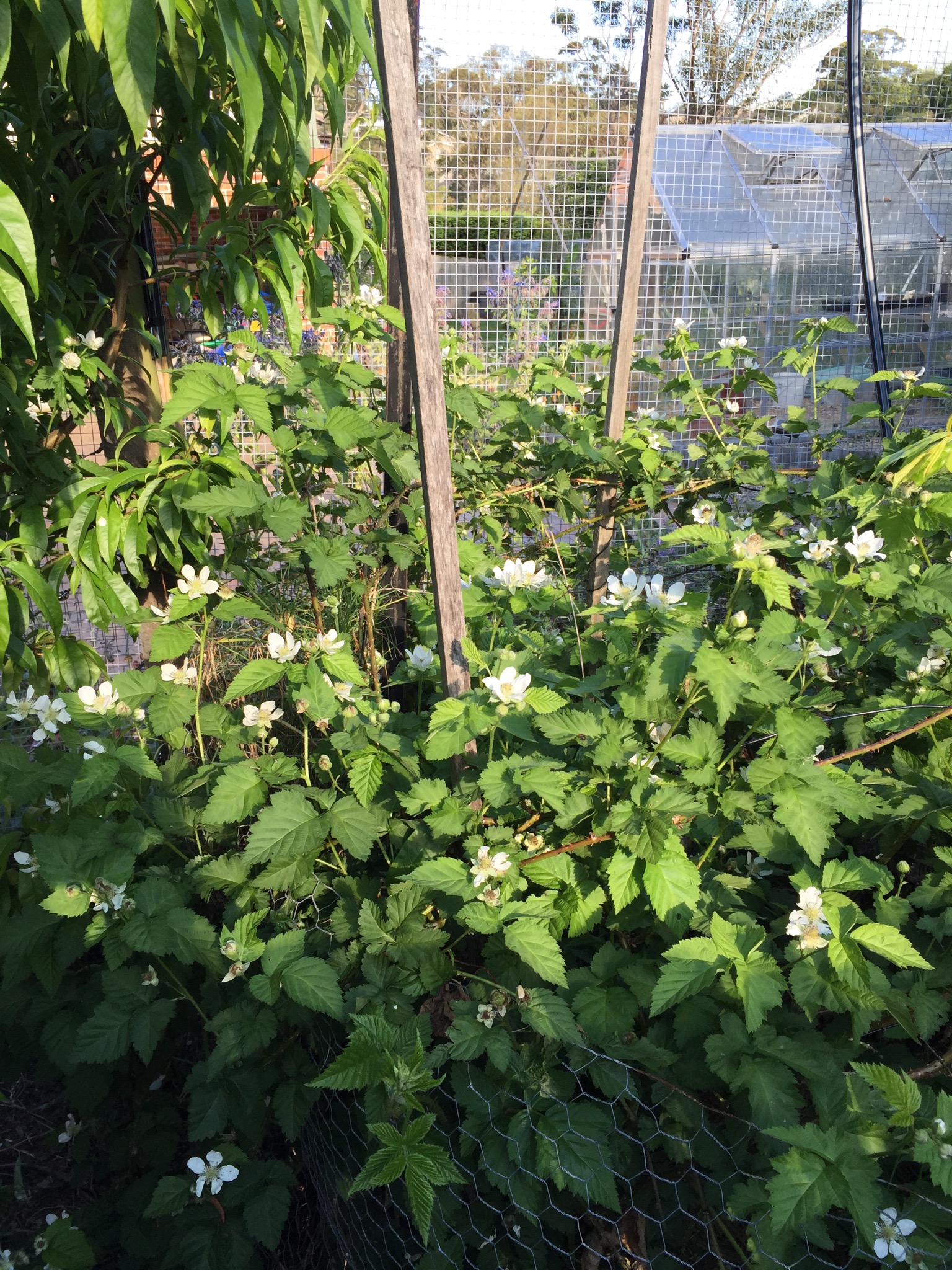 Flowering Boysenberries