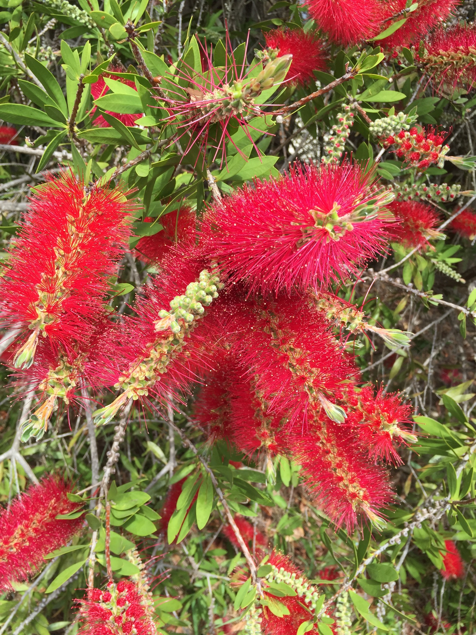 Lovely red bottlebrush flower