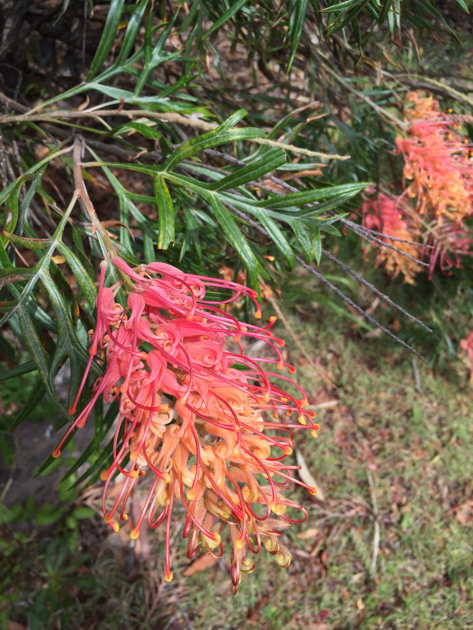 Orange red grevillea