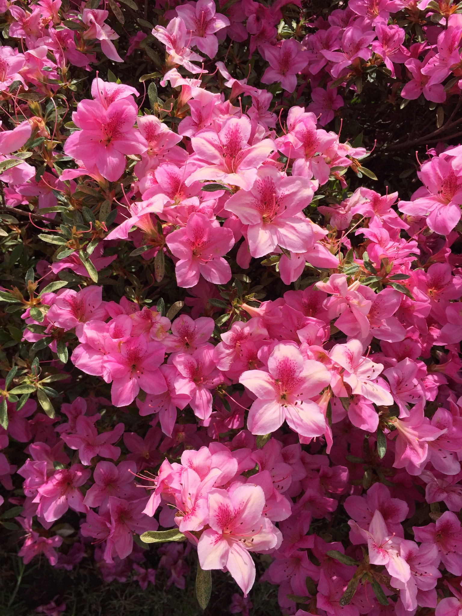 Pink Azalea blooms