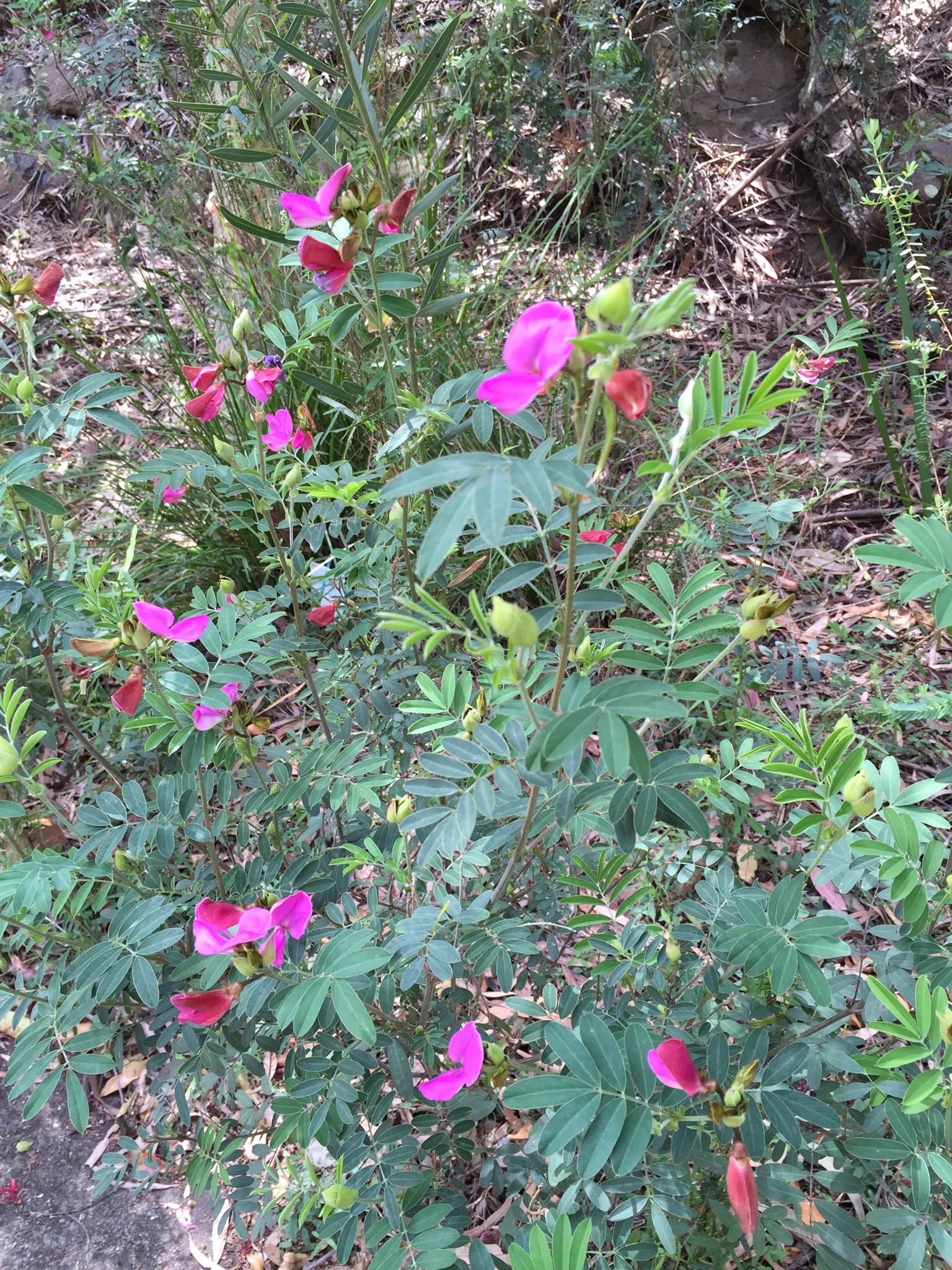 Legume or pea flower