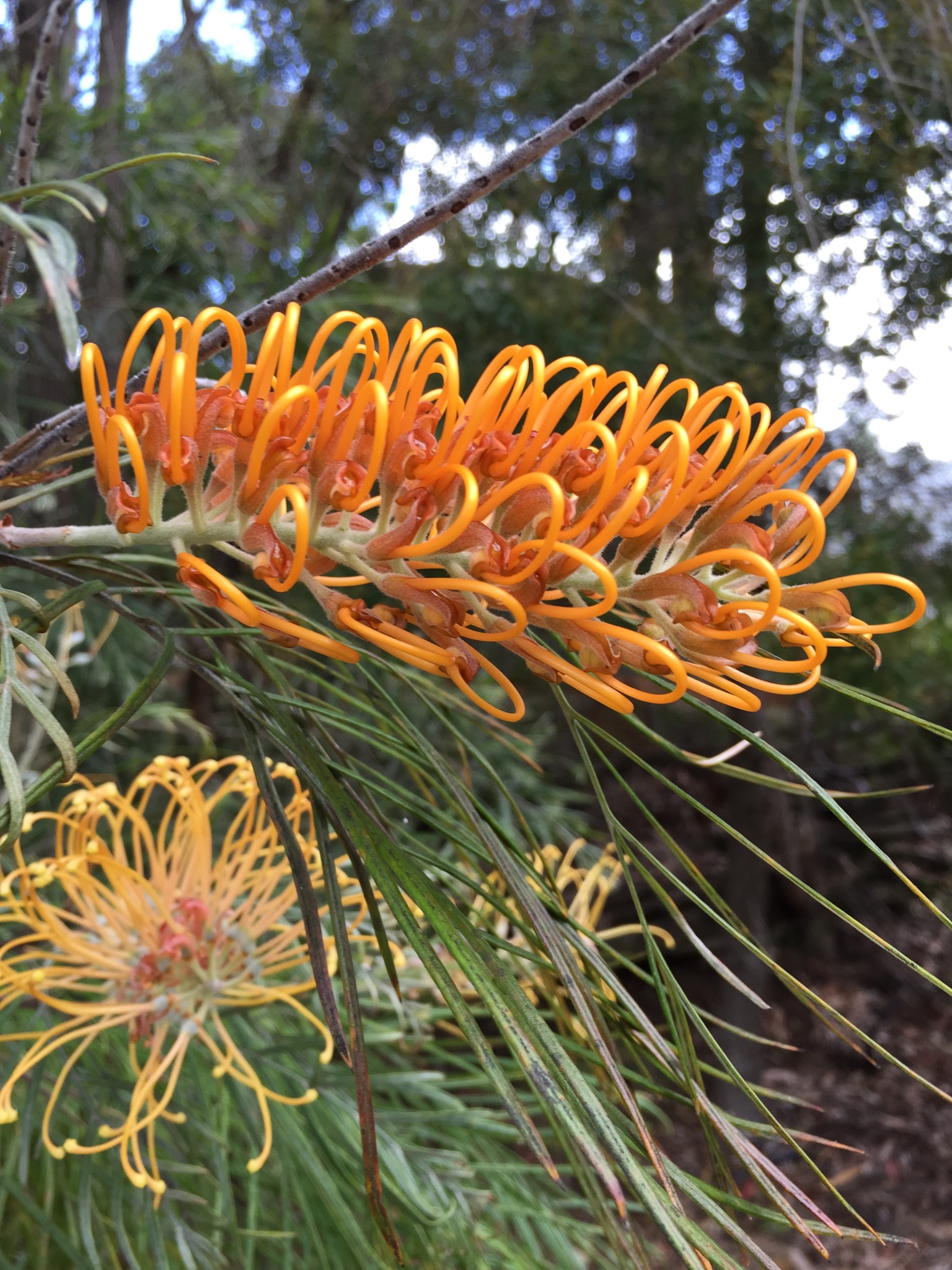 Grevillea with tendrils curled up