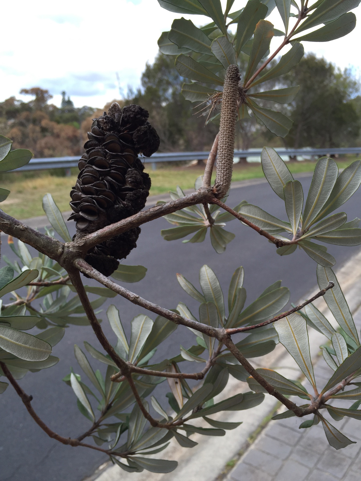 Banksia Man seed pod on the tree