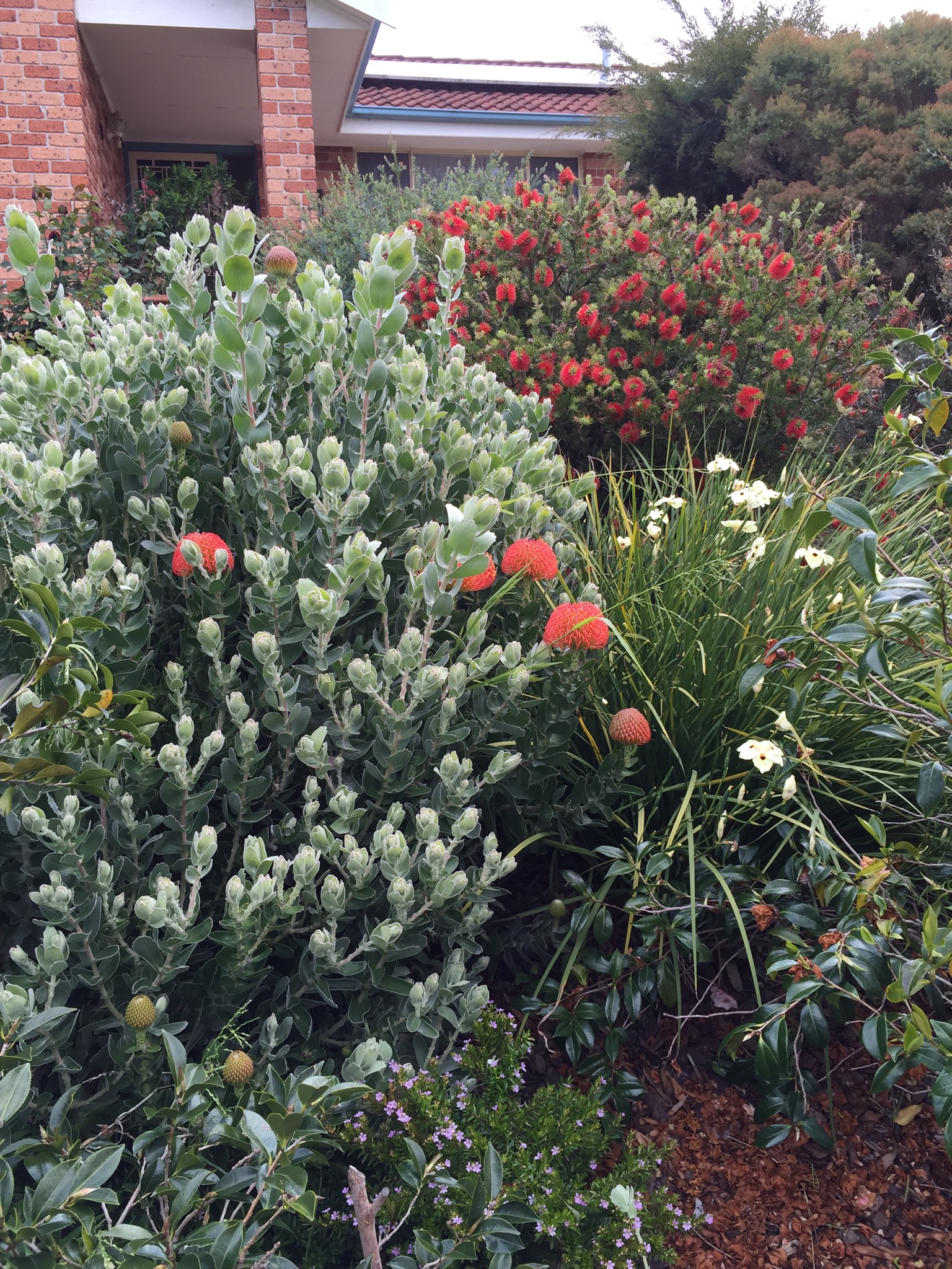 Native shrubs on a slope