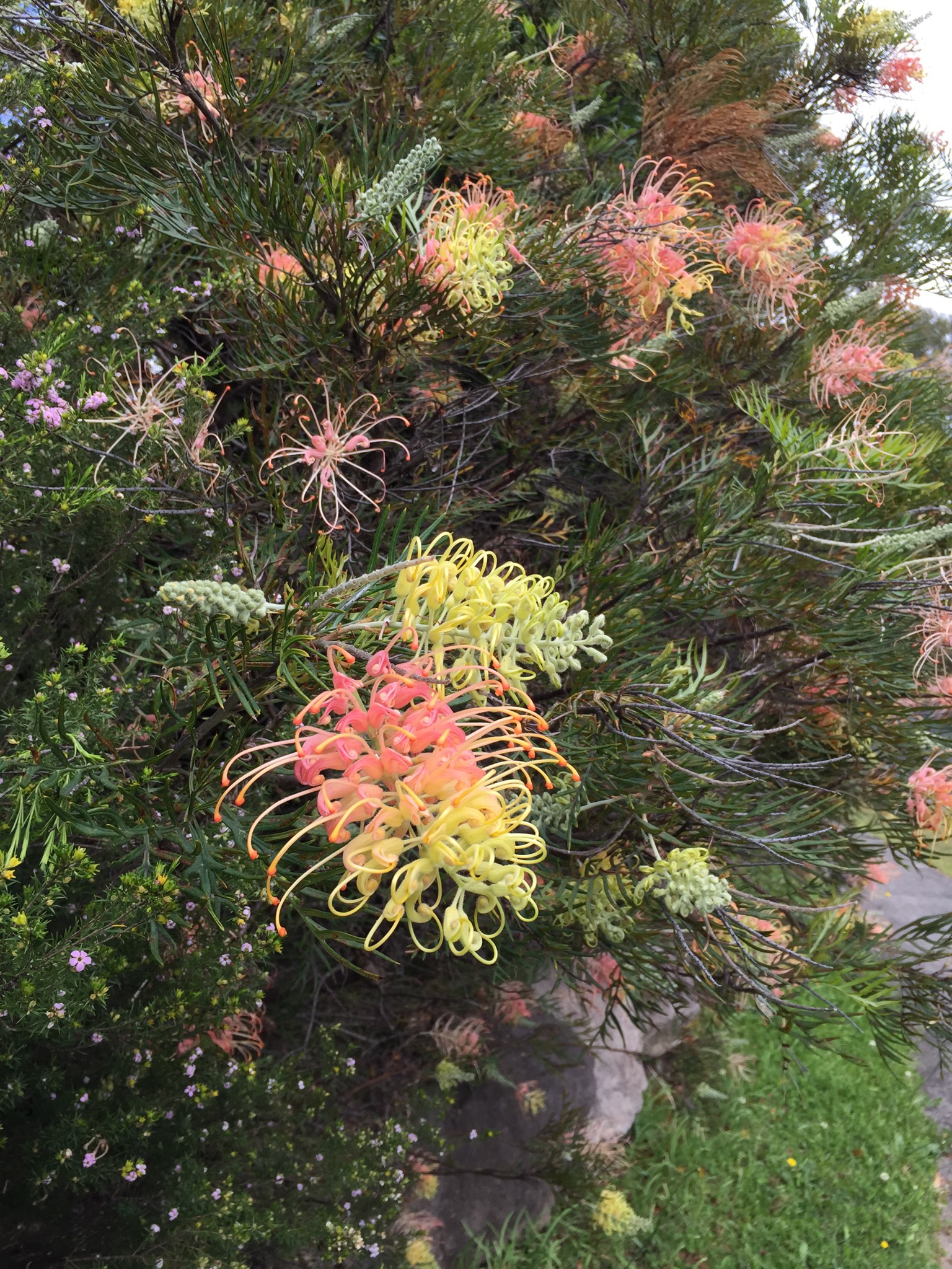 Yellow-pink grevillea
