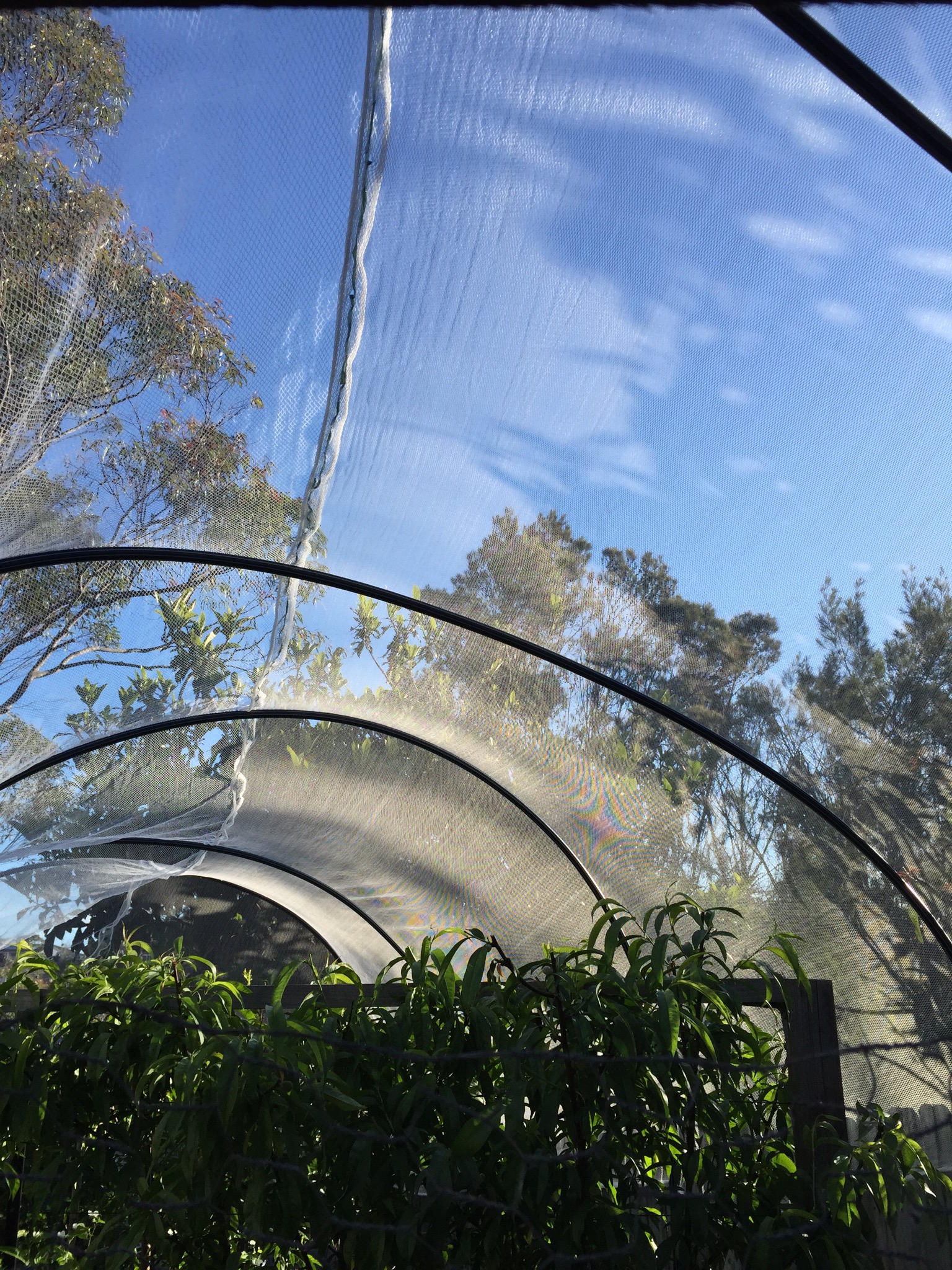 Centre seam in the canopy