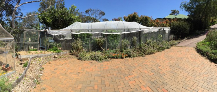 A side view of the orchard