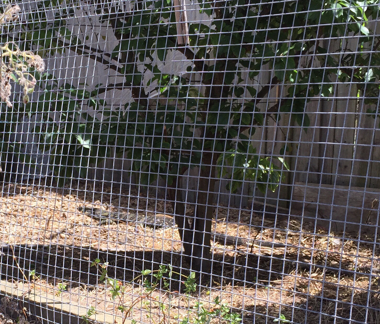 Goanna in the orchard