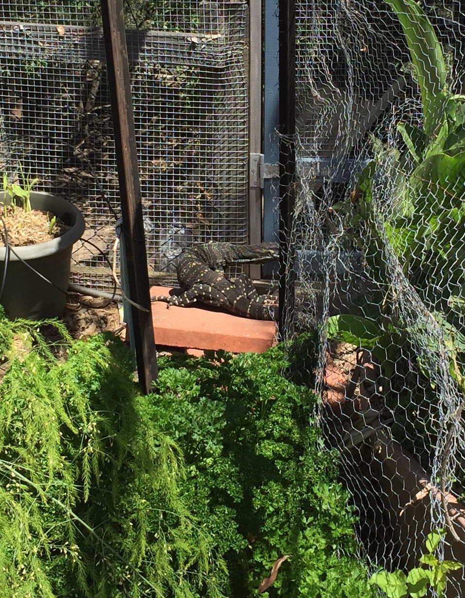 Goanna in the coop door